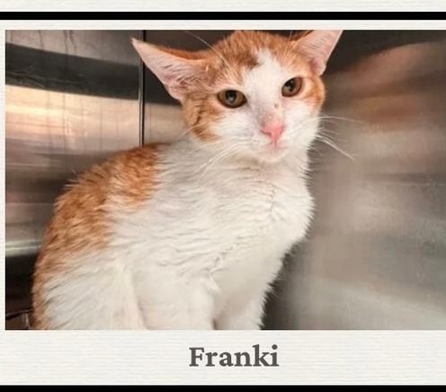 Frankie - Fundación Catmanía Colombia